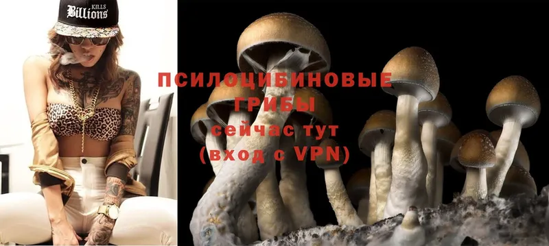 закладка  Азнакаево  Галлюциногенные грибы Psilocybine cubensis 